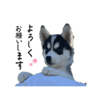 ハスキーPUPPY（個別スタンプ：11）