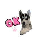 ハスキーPUPPY（個別スタンプ：12）