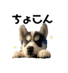 ハスキーPUPPY（個別スタンプ：14）