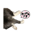 ハスキーPUPPY（個別スタンプ：15）