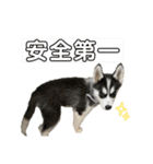 ハスキーPUPPY（個別スタンプ：16）