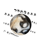 ハスキーPUPPY（個別スタンプ：17）