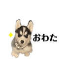 ハスキーPUPPY（個別スタンプ：18）