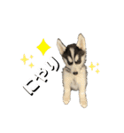 ハスキーPUPPY（個別スタンプ：20）