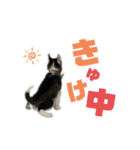 ハスキーPUPPY（個別スタンプ：23）