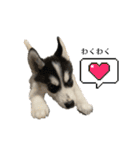 ハスキーPUPPY（個別スタンプ：24）