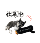 ハスキーPUPPY（個別スタンプ：25）