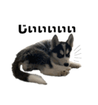 ハスキーPUPPY（個別スタンプ：27）