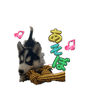 ハスキーPUPPY（個別スタンプ：33）