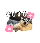 ハスキーPUPPY（個別スタンプ：34）