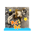ハスキーPUPPY（個別スタンプ：35）
