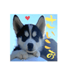 ハスキーPUPPY（個別スタンプ：36）