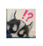 ハスキーPUPPY（個別スタンプ：37）