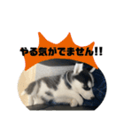 ハスキーPUPPY（個別スタンプ：39）