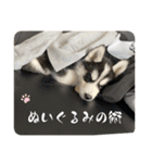 ハスキーPUPPY（個別スタンプ：40）