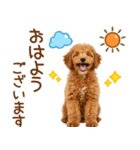 敬語で伝える♡トイプードル（個別スタンプ：1）