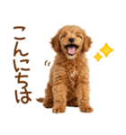 敬語で伝える♡トイプードル（個別スタンプ：2）