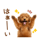 敬語で伝える♡トイプードル（個別スタンプ：3）