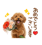敬語で伝える♡トイプードル（個別スタンプ：6）