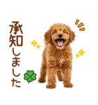 敬語で伝える♡トイプードル（個別スタンプ：8）