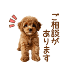敬語で伝える♡トイプードル（個別スタンプ：10）