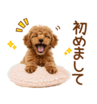 敬語で伝える♡トイプードル（個別スタンプ：12）