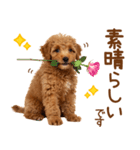 敬語で伝える♡トイプードル（個別スタンプ：13）