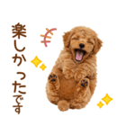敬語で伝える♡トイプードル（個別スタンプ：14）