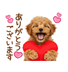 敬語で伝える♡トイプードル（個別スタンプ：16）