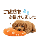 敬語で伝える♡トイプードル（個別スタンプ：21）