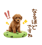 敬語で伝える♡トイプードル（個別スタンプ：22）
