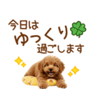 敬語で伝える♡トイプードル（個別スタンプ：23）