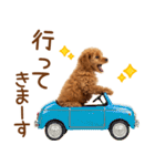 敬語で伝える♡トイプードル（個別スタンプ：25）