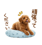 敬語で伝える♡トイプードル（個別スタンプ：26）