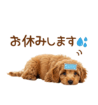 敬語で伝える♡トイプードル（個別スタンプ：28）