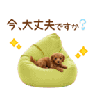 敬語で伝える♡トイプードル（個別スタンプ：30）