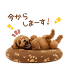 敬語で伝える♡トイプードル（個別スタンプ：34）