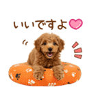 敬語で伝える♡トイプードル（個別スタンプ：35）