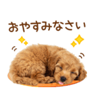敬語で伝える♡トイプードル（個別スタンプ：38）