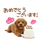 敬語で伝える♡トイプードル（個別スタンプ：39）