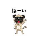 落書きな毎日使えるパグ（個別スタンプ：30）