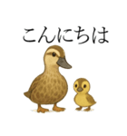 トリのおしゃべり5 - カルガモ2（個別スタンプ：1）