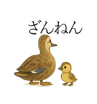 トリのおしゃべり5 - カルガモ2（個別スタンプ：2）