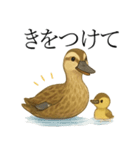 トリのおしゃべり5 - カルガモ2（個別スタンプ：3）