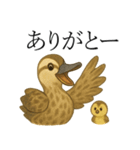 トリのおしゃべり5 - カルガモ2（個別スタンプ：5）