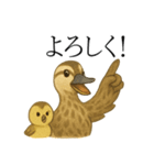 トリのおしゃべり5 - カルガモ2（個別スタンプ：6）