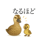 トリのおしゃべり5 - カルガモ2（個別スタンプ：7）