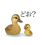 トリのおしゃべり5 - カルガモ2（個別スタンプ：8）