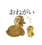 トリのおしゃべり5 - カルガモ2（個別スタンプ：9）