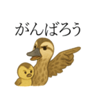 トリのおしゃべり5 - カルガモ2（個別スタンプ：11）